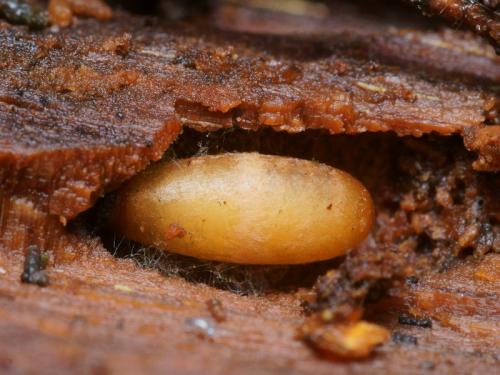 Arachnospila conjungens