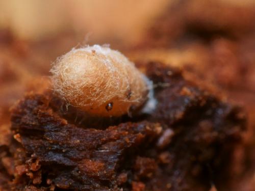 Arachnospila conjungens
