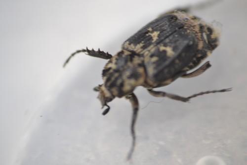 Valgus hemipterus