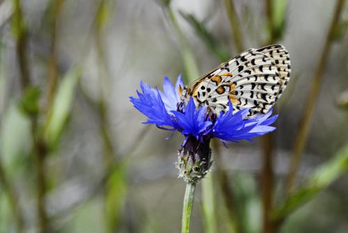 Melitaea didyma