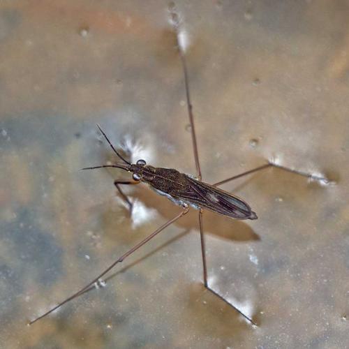 Réf. 101 018 : Gerris sp.
