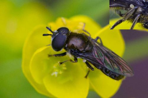 Pipizella sp.