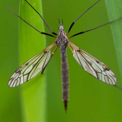 Réf. 101 329 : Tipula sp.