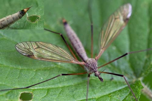Tipula luna