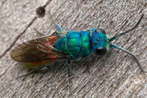 Chrysis sp.