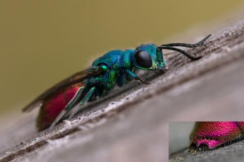 Réf. 101 262 : Chrysis sp.