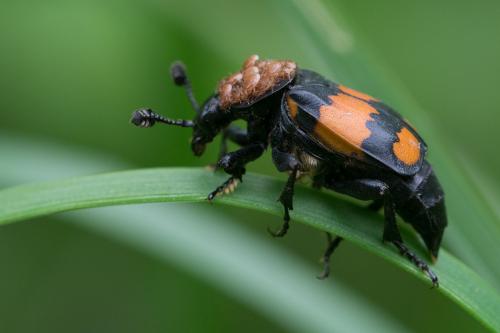 Réf. 101 170 : Nicrophorus vespilloides