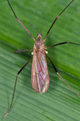 Ormosia sp.