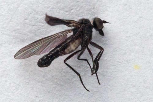 Hilara sp.