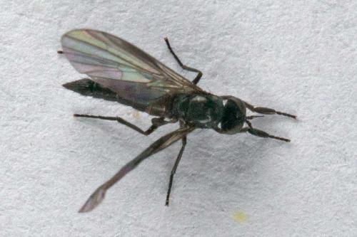 Hilara sp.