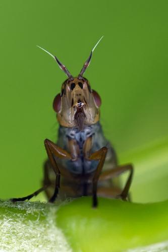 Dorycera graminum