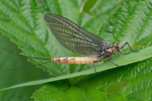 Ephemera danica