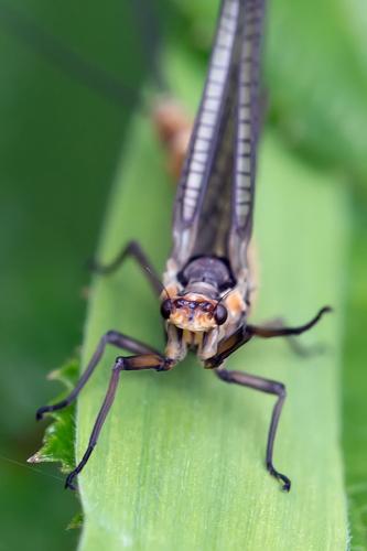 Ephemera danica