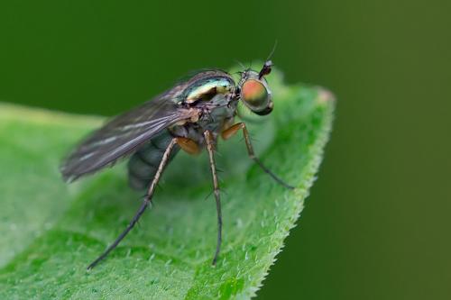 Dolichopus sp.