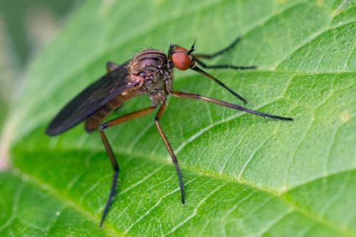 Réf. 101 921 : Empis sp.