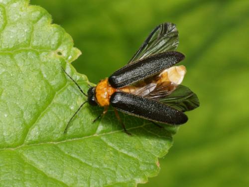 Luciola lusitanica