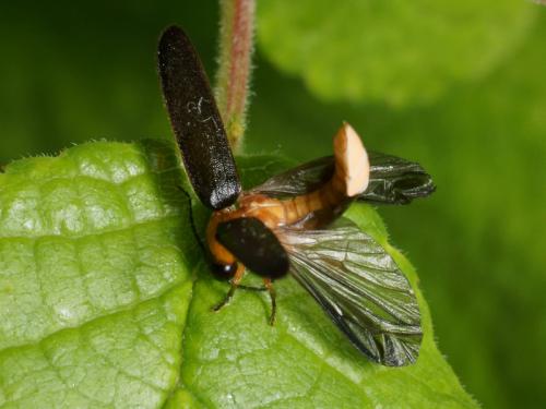 Luciola lusitanica