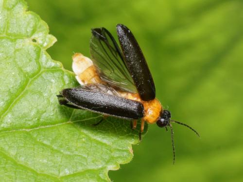 Luciola lusitanica
