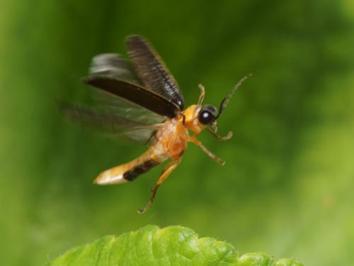Luciola lusitanica