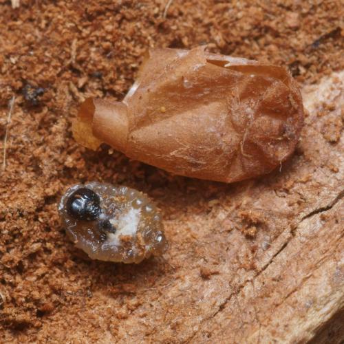 Arachnospila conjungens