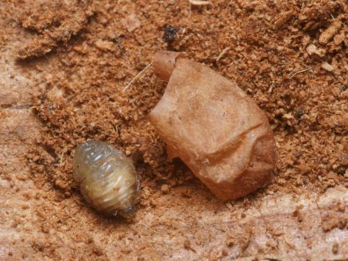Arachnospila conjungens