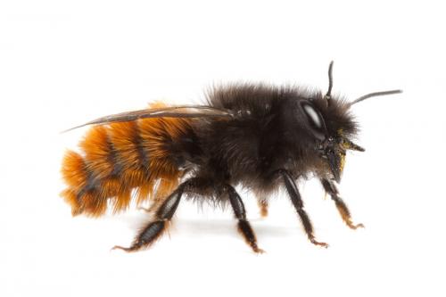 Osmia cornuta