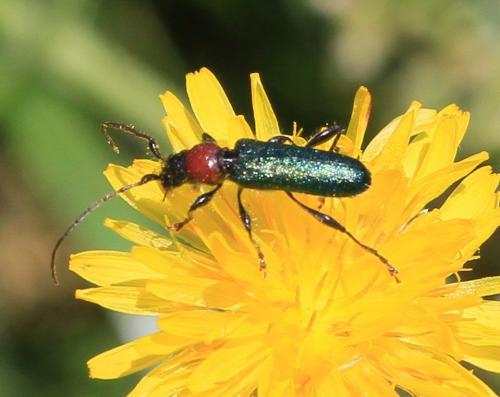 Certallum ebulinum