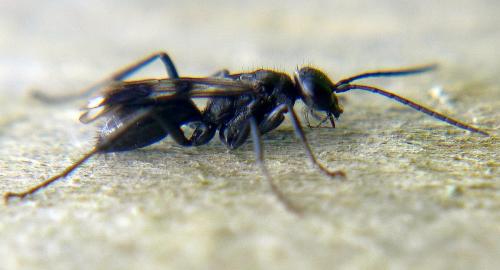 Réf. 101 298 : Dipogon sp.
