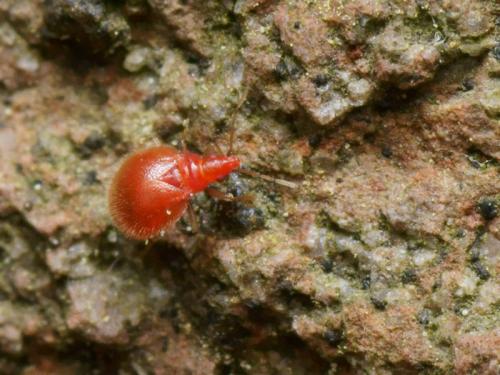 Réf. 101 565 : Loricula bedeli