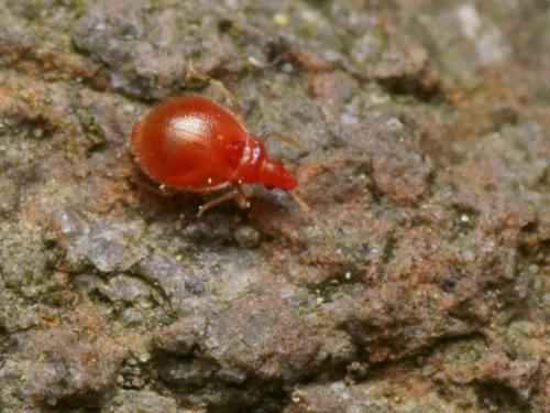 Loricula bedeli
