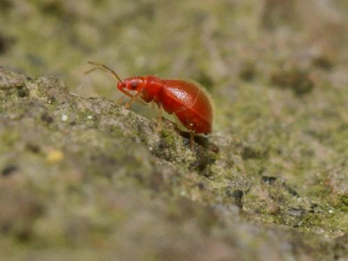 Réf. 101 567 : Loricula bedeli