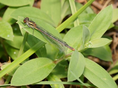 Pyrrhosoma nymphula
