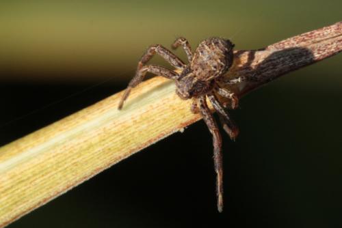 Xysticus sp.