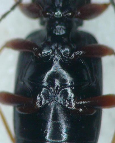 Réf. 101 354 : Bembidion decorum