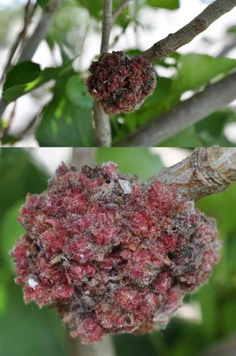 Aceria populi