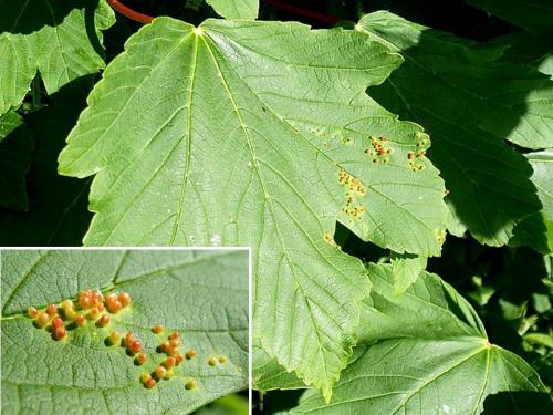 Réf. 101 647 : Aceria cephalonea