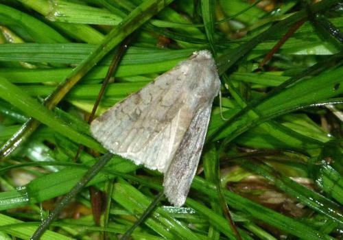 Réf. 101 022 : Cerastis rubricosa