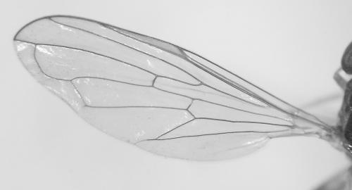 Sphegina clunipes