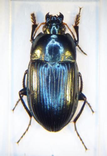 Réf. 101 989 : Amara ovata