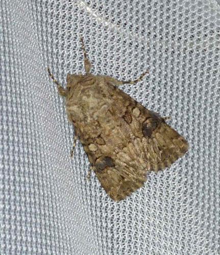 Anarta pugnax