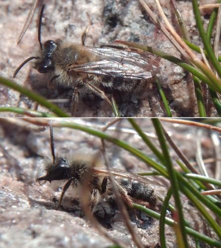 Andrena (apicata-praecox)