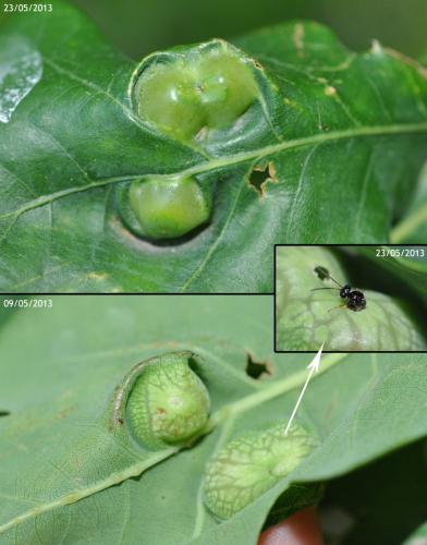 Andricus curvator