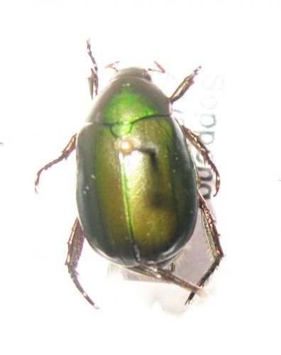 Anomala sp.