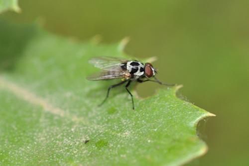 Anthomyia sp.