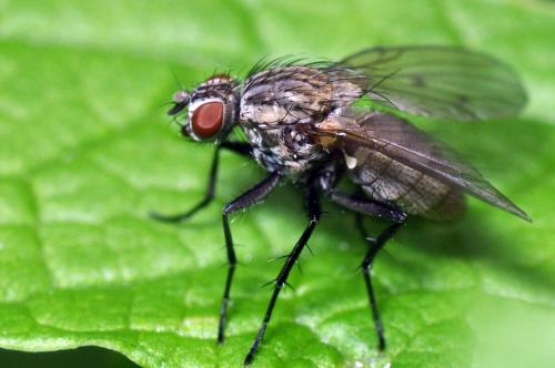 Anthomyia liturata