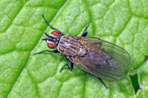 Anthomyia liturata