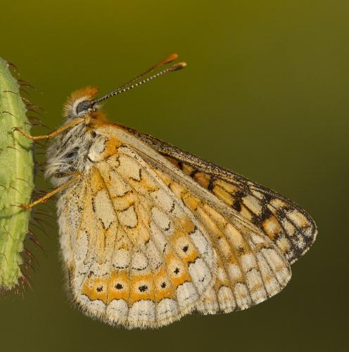 Réf. 101 684 : Euphydryas aurinia