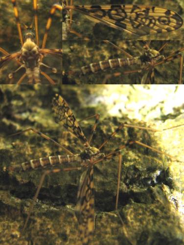 Epiphragma ocellare