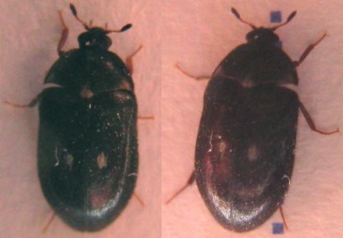 Attagenus pellio