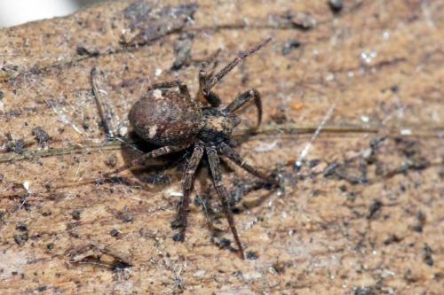 Réf. 101 864 : Philodromus sp.